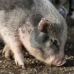 Farm stay Bio-bauernhof, Pferdehof Graeser