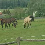 Farm stay Bio-bauernhof, Pferdehof Graeser