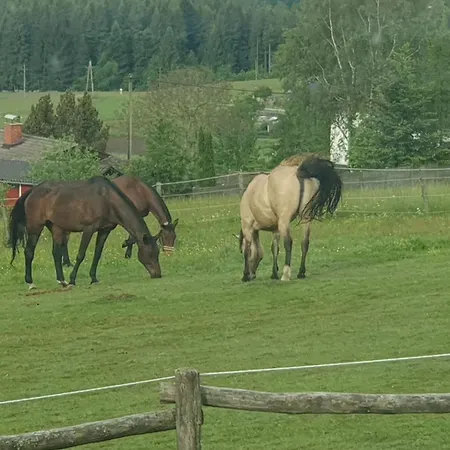 ファームステイ Bio-bauernhof, Pferdehof Graeser